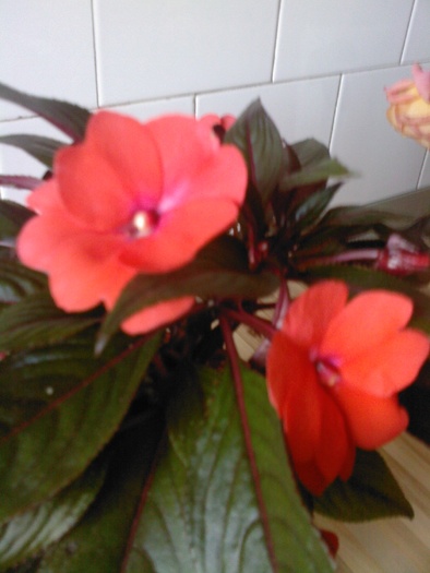 Fotografie0021 - impatiens