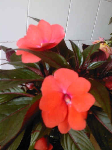 Fotografie0020 - impatiens