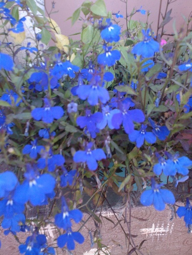 lobelia - flori din gradina mea