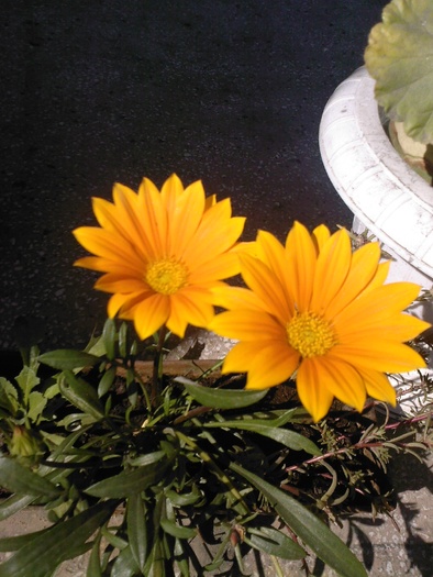 Gazania - flori din gradina mea