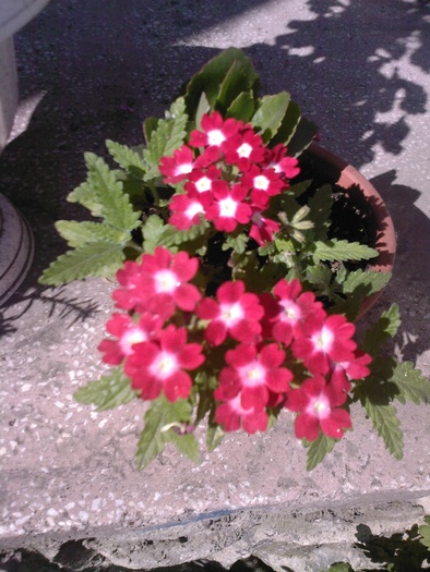 verbina - flori din gradina mea