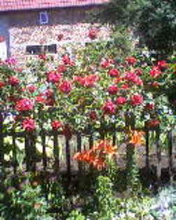 Fotografii-0064 - flori din gradina mea