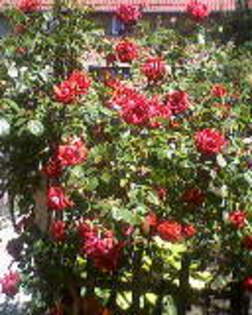 Fotografii-0065 - flori din gradina mea