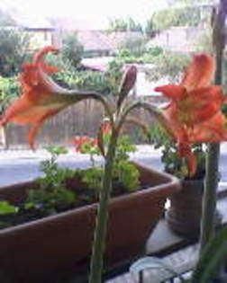 Fotografii-0056 - amaryllis