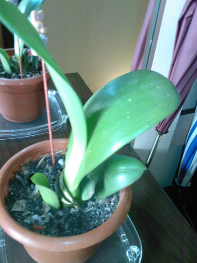 Haemanthus (urechi de elefant )- multumesc Lolo71 pentru recunoasterea plantei - plante de interior