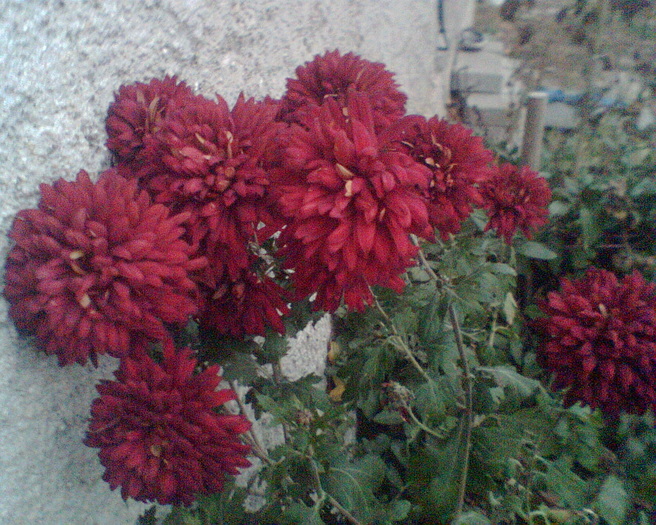 Imag014 - Crizanteme si tufanele