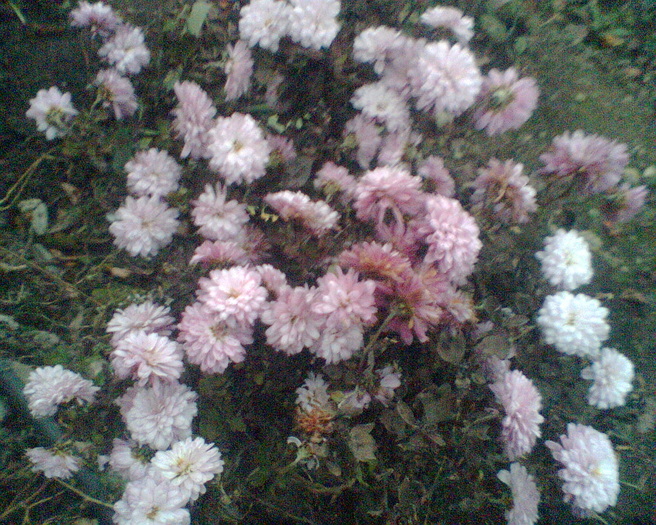 Imag015 - Crizanteme si tufanele