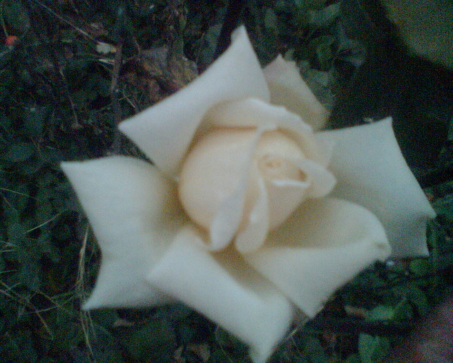 Imag020 - Trandafiri de gradina
