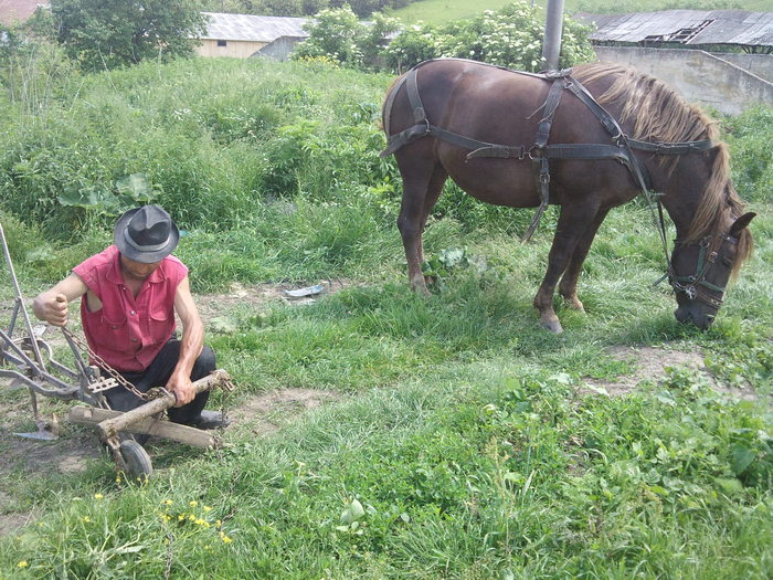 pusa la munca; supr iapa
