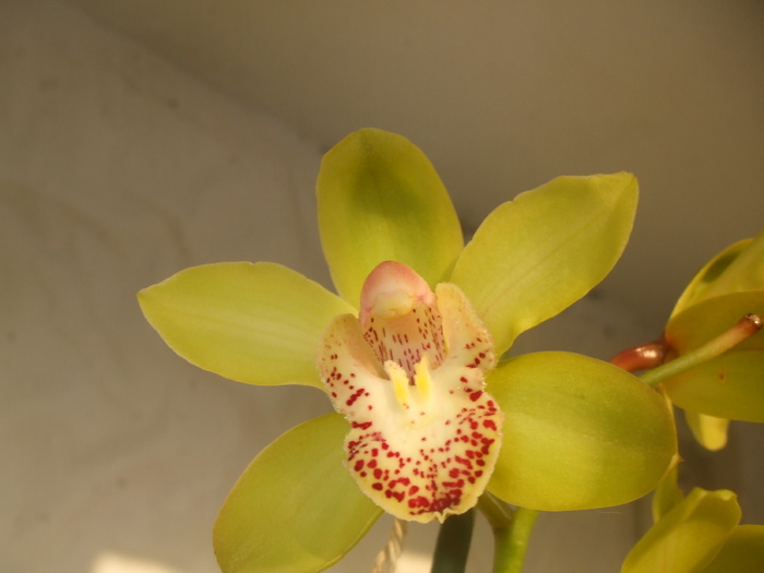 Picture 095 - cymbidium