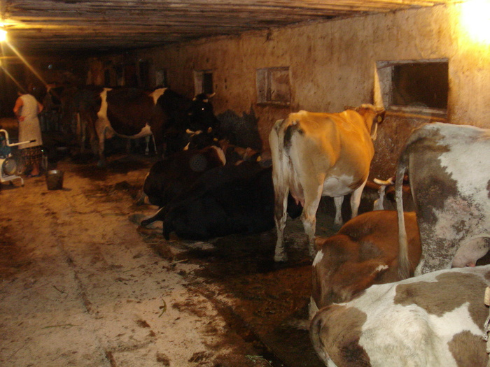 seara la muls - ferma vaci de lapte