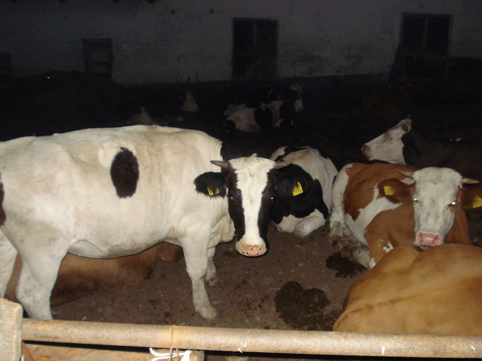juninci - ferma vaci de lapte