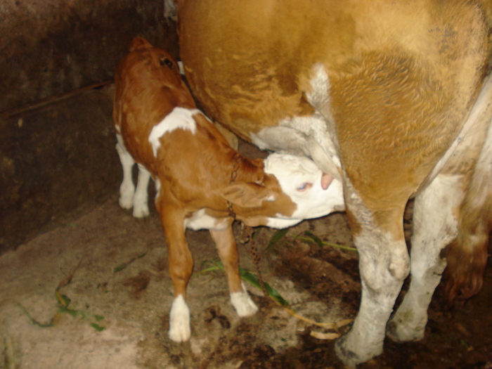 DSC03803 - ferma vaci de lapte