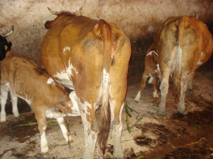 DSC03818 - ferma vaci de lapte