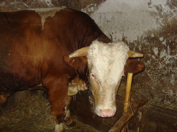DSC03798 - ferma vaci de lapte