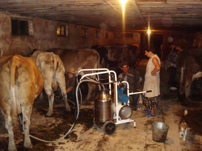 DSC03782 - ferma vaci de lapte