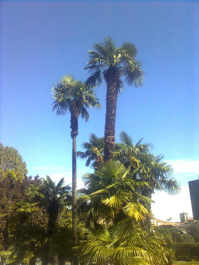 D33a0234 - Italia 2010