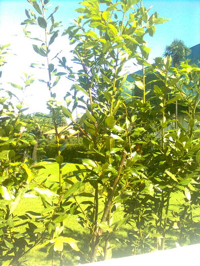 D33a0236 - Italia 2010