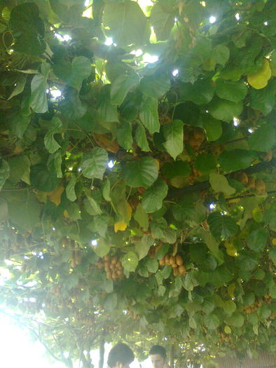 D33a0146 - Italia 2010