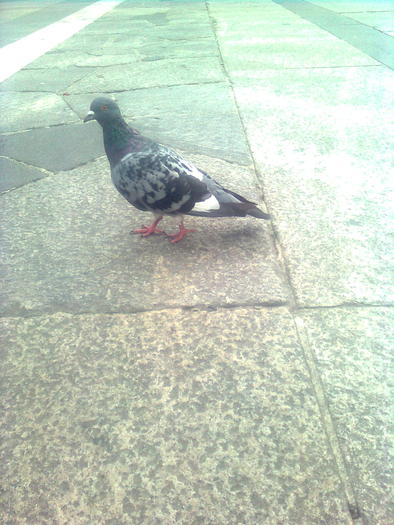 D33a0300 - Italia 2010