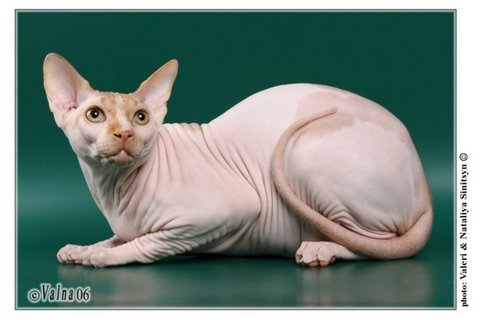 4999_091221[1] - Imagini cu pisici