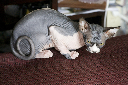 pisica-din-rasa-sphinx[1] - Imagini cu pisici