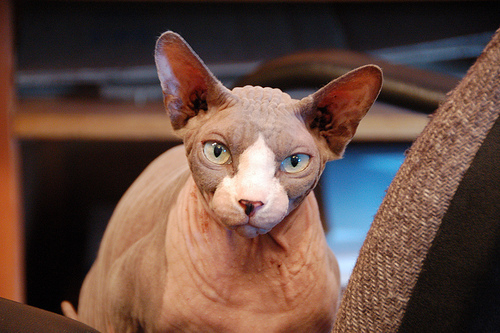 pisica-rasa-sphinx[1] - Imagini cu pisici
