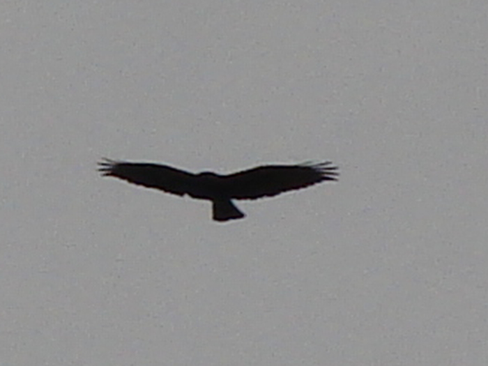 DSC00507