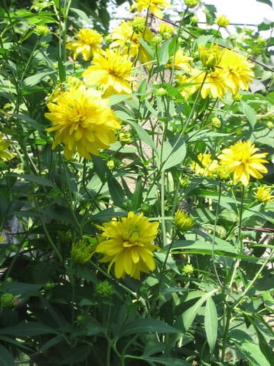 rudbeckia laciniata goldquelle; rudbeckia laciniata goldquelle
