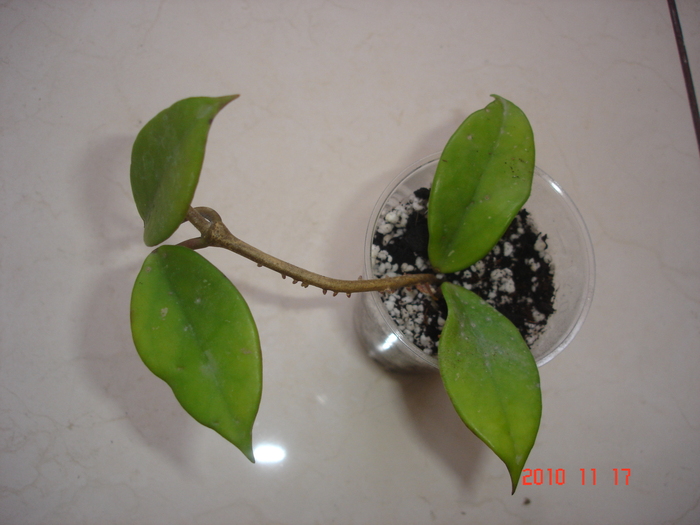 17.11.2010 - Hoya red plum pubicalix x carnosa