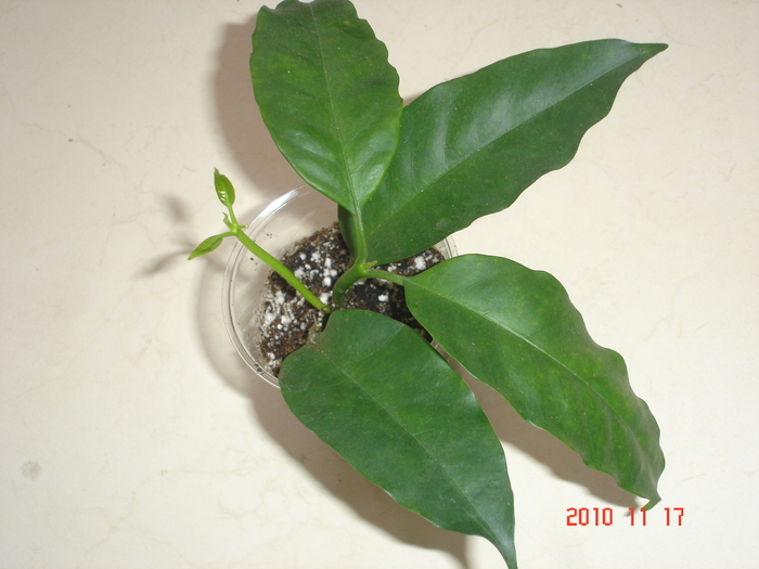 17.11.2010 - Hoya Multiflora
