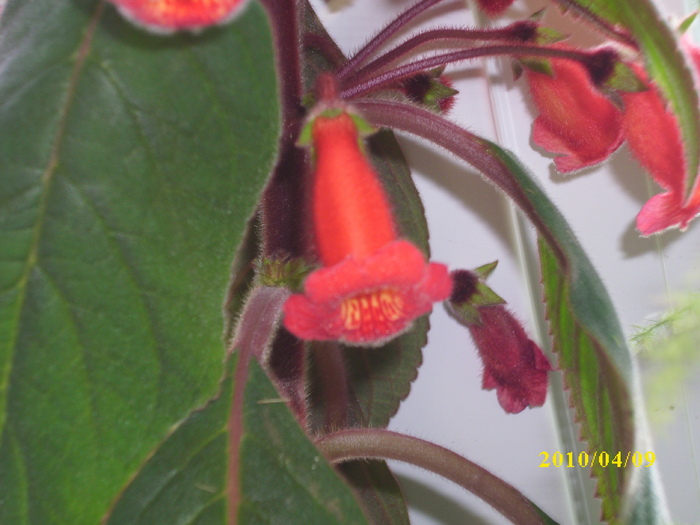 DSCI0096 - kohleria