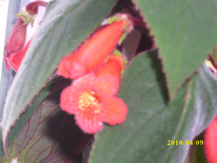 DSCI0097 - kohleria