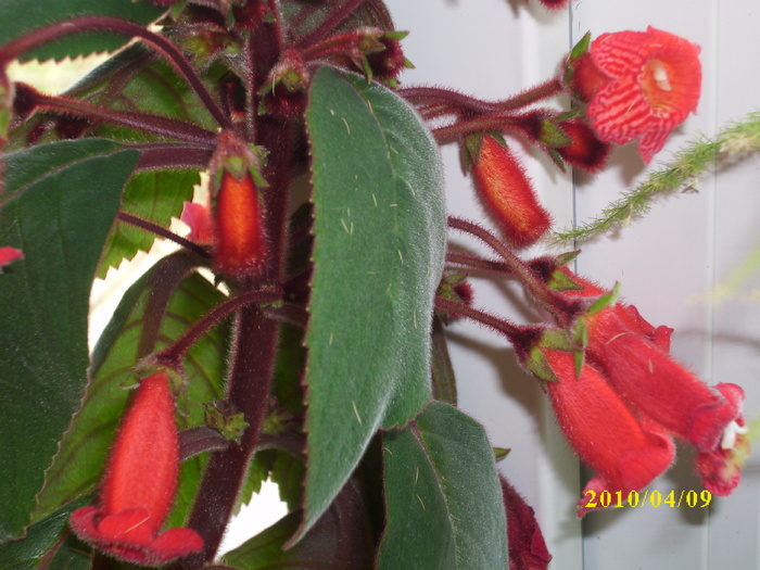 DSCI0100 - kohleria