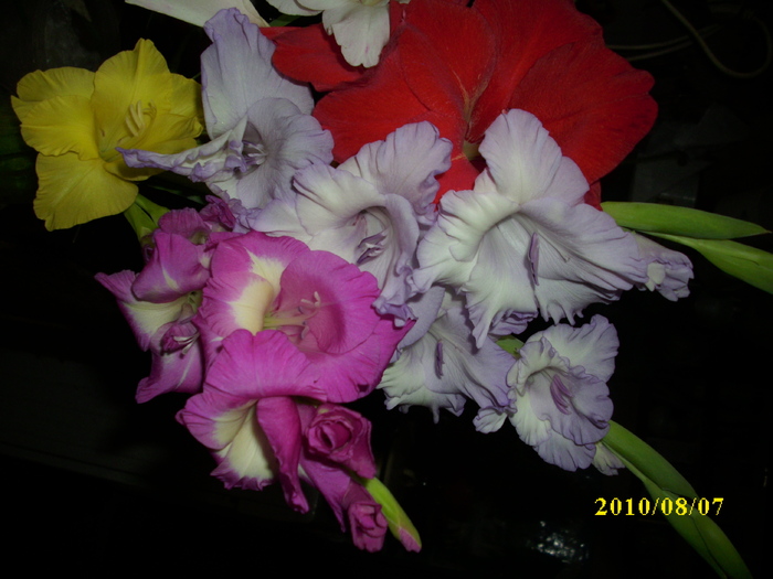 DSCI1086 - gladiole 2010