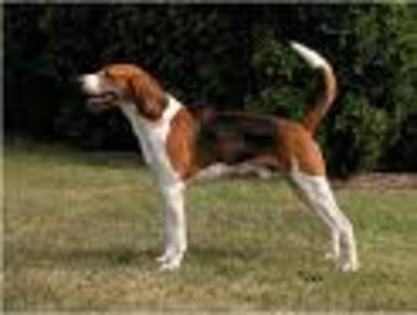 American Foxhound