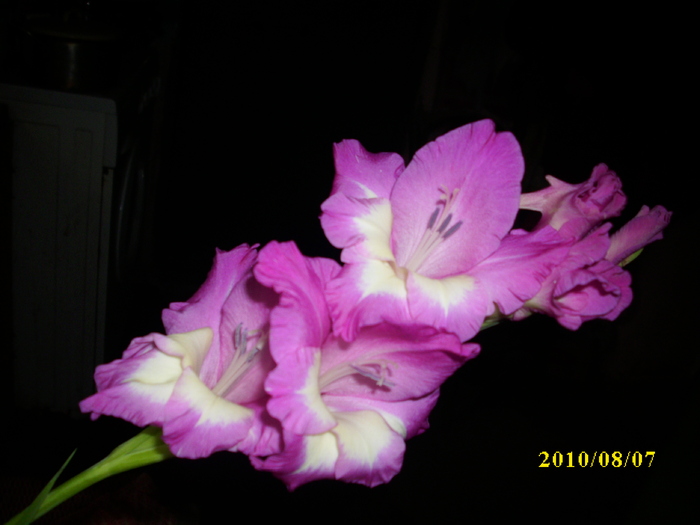 DSCI1093 - gladiole 2010