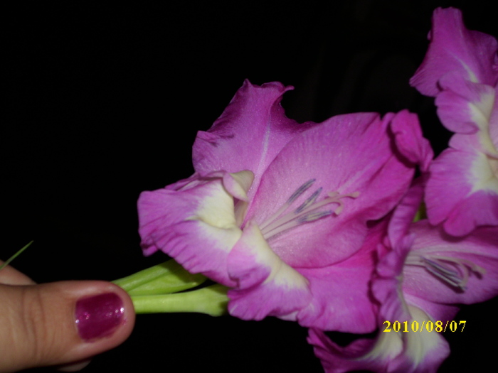 DSCI1096 - gladiole 2010