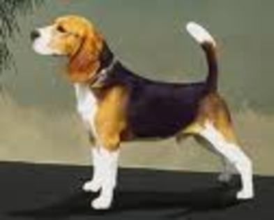 Beagle - Beagle