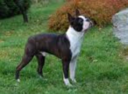 Boston Terrier - Boston Terrier