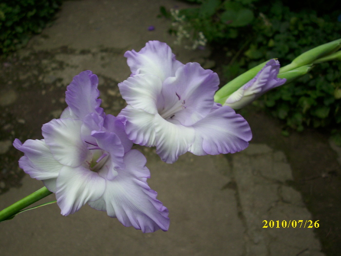 DSCI0840 - gladiole 2010