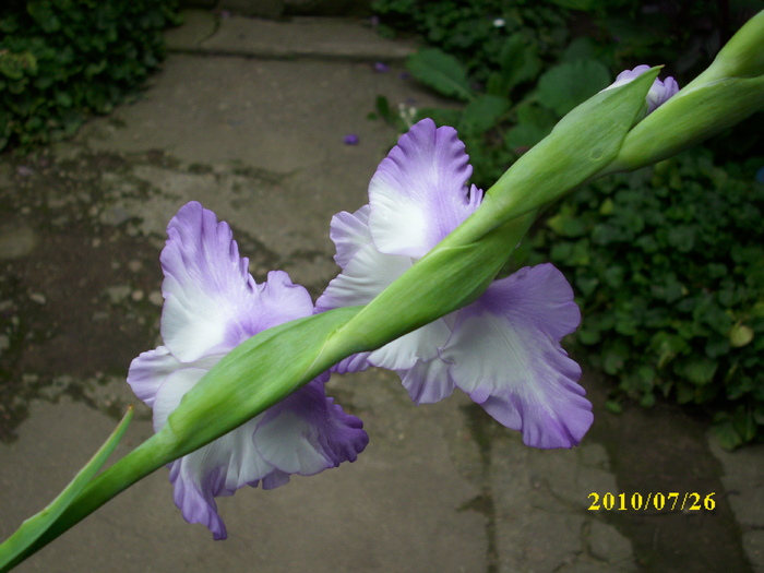 DSCI0841 - gladiole 2010