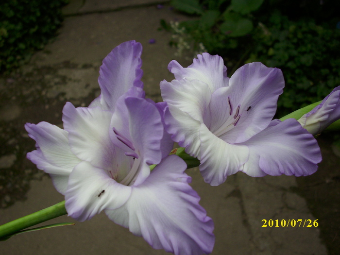 DSCI0842 - gladiole 2010