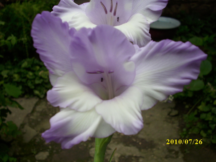 DSCI0843 - gladiole 2010