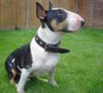 Bull Terrier - Bull Terrier