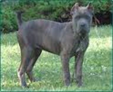 Cane Corso