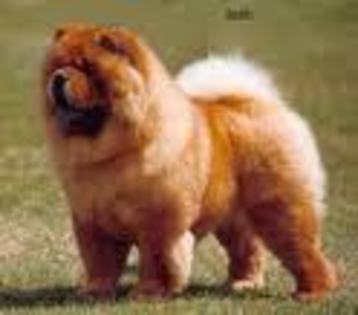 Chow-Chow