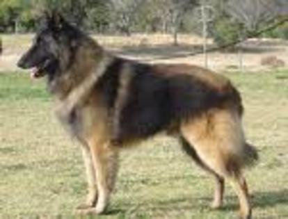 Ciobanesc belgian tervueren - Ciobanesc Belgian Tervueren