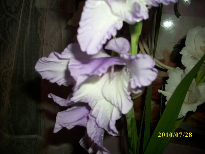 DSCI0888 - gladiole 2010