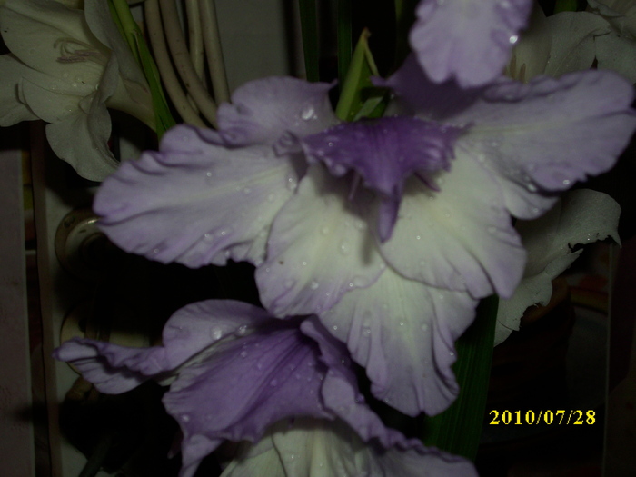 DSCI0879 - gladiole 2010